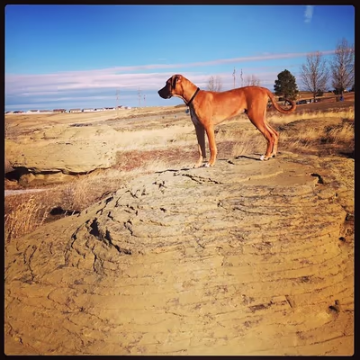 High Sierra Dog Park